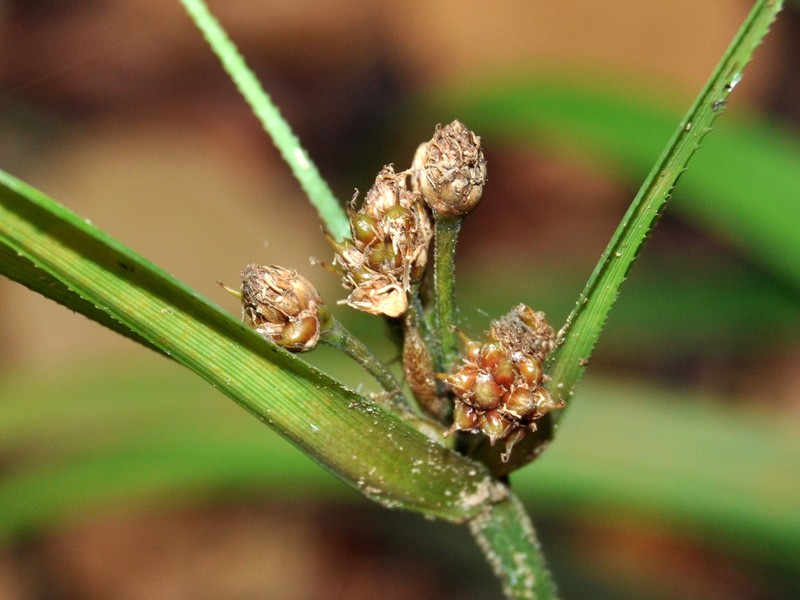 Woodland Hypolytrum photo 5