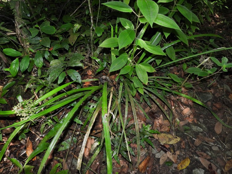 Woodland Hypolytrum photo 2