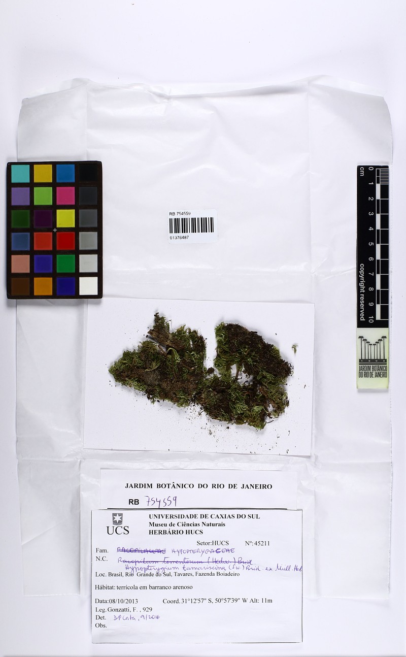 Hypopterygium Moss