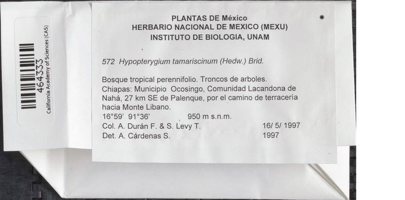 Hypopterygium Moss photo 2