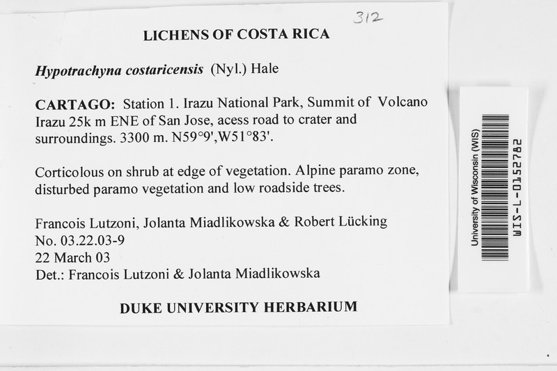 Hypotrachyna costaricensis photo 2