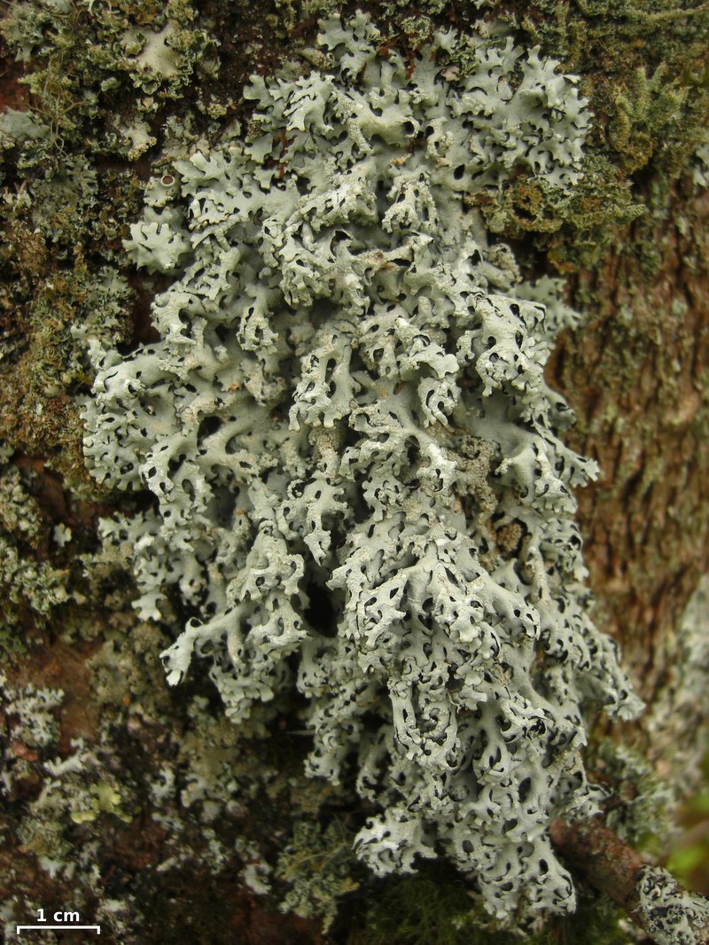 Hypotrachyna Lichen