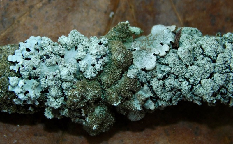 Hypotrachyna Lichen