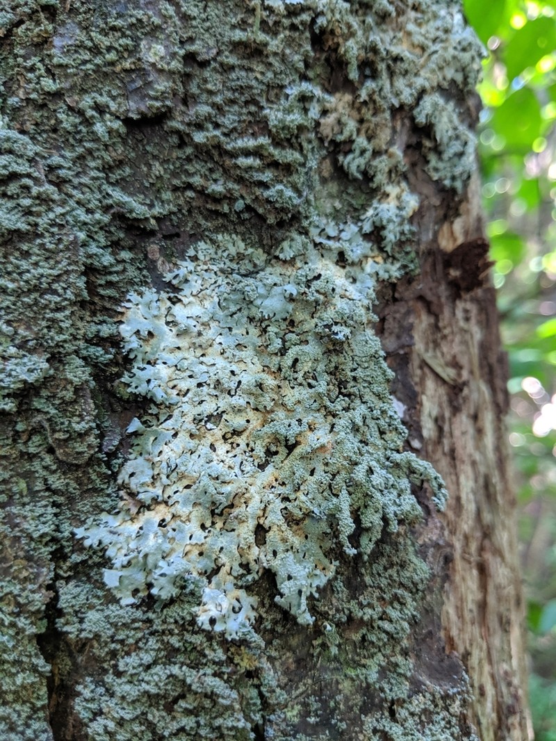 Hypotrachyna Lichen photo 2