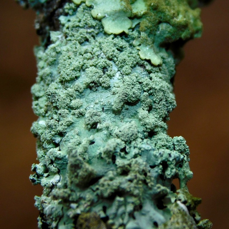 Hypotrachyna Lichen photo 3