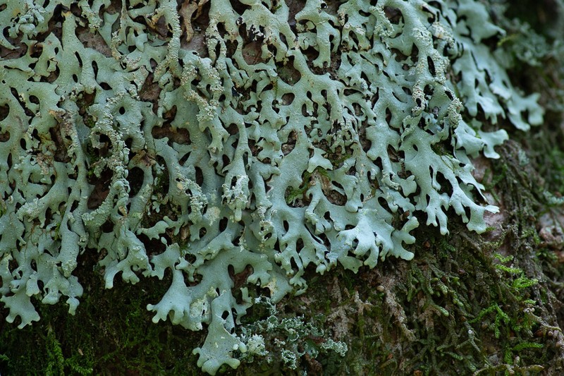 Hypotrachyna Lichen photo 4