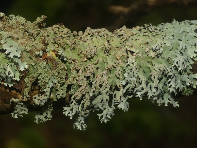 Hypotrachyna Lichen photo 5