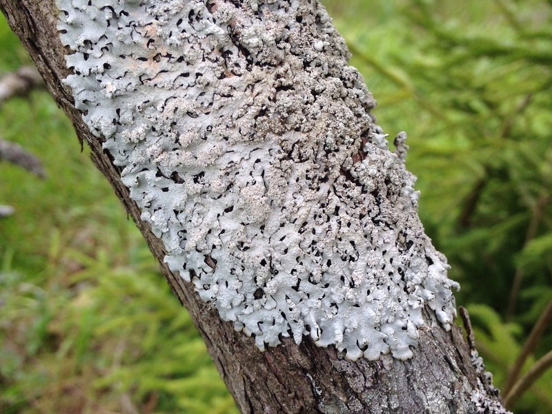 Hypotrachyna Lichen photo 6