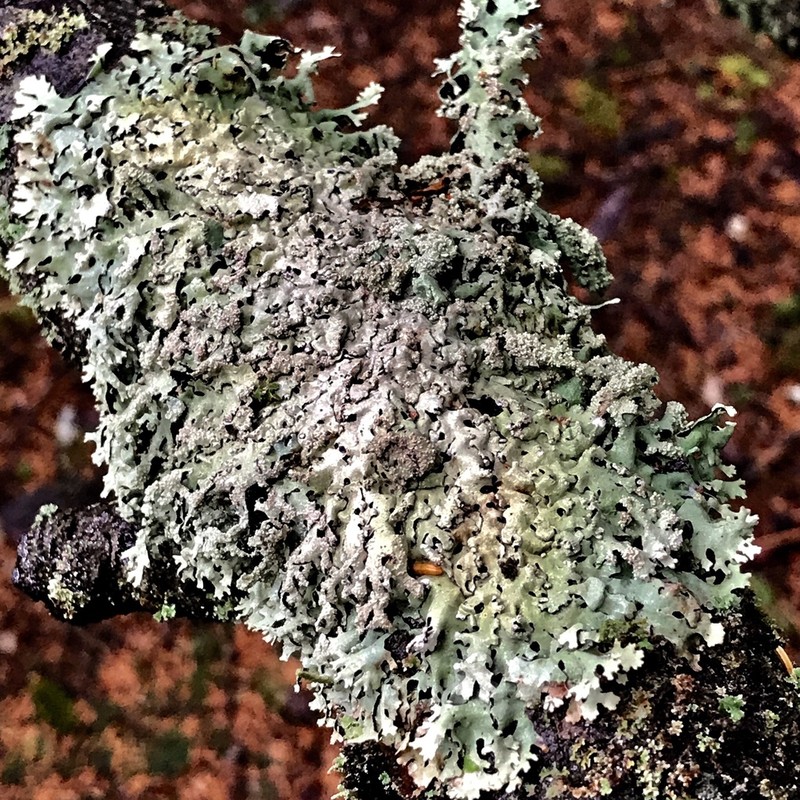 Hypotrachyna Lichen photo 7