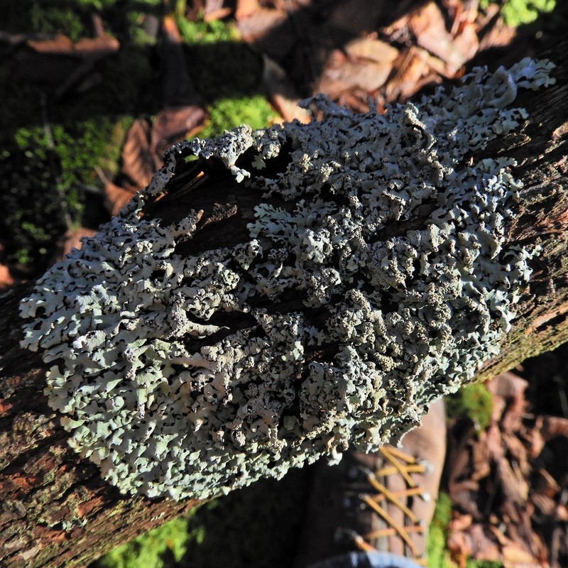 Hypotrachyna Lichen photo 8