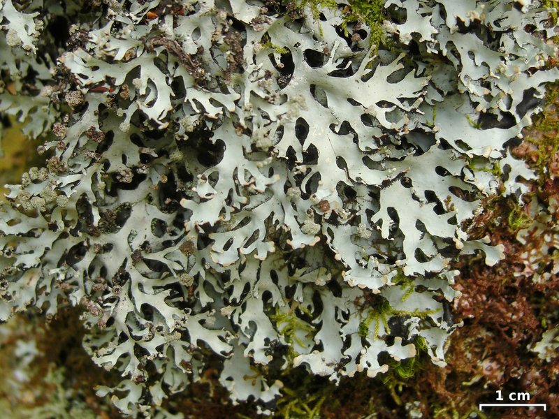 Hypotrachyna Lichen