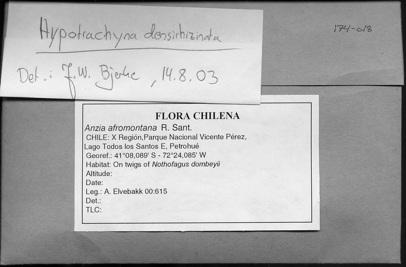 Hypotrachyna Lichen photo 2