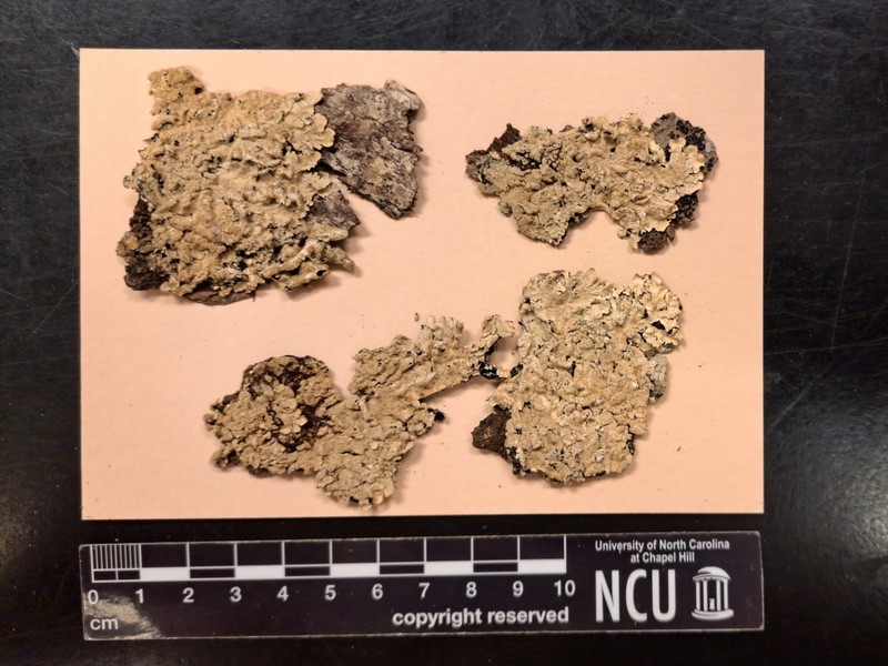 Hypotrachyna Lichen