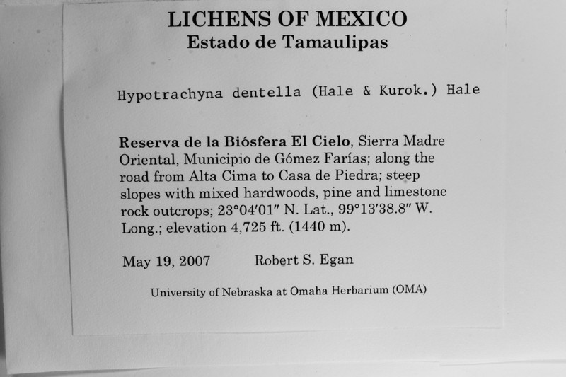 Hypotrachyna Lichen photo 2