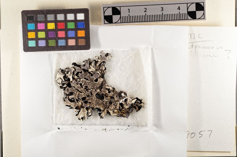 Hypotrachyna Lichen