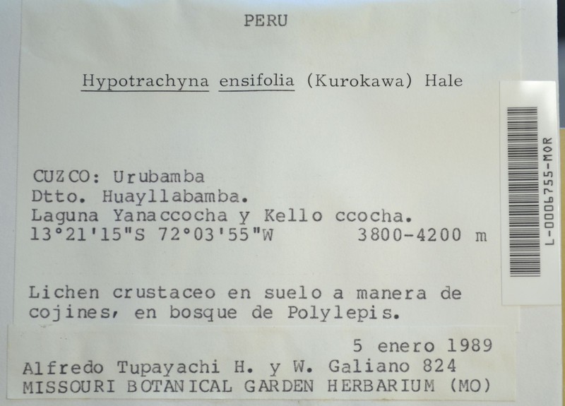 Hypotrachyna Lichen photo 2