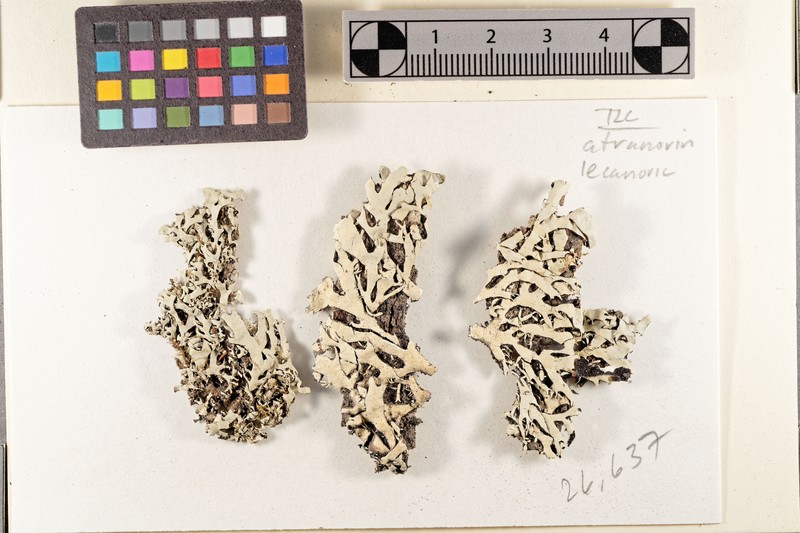 Hypotrachyna Lichen photo 4