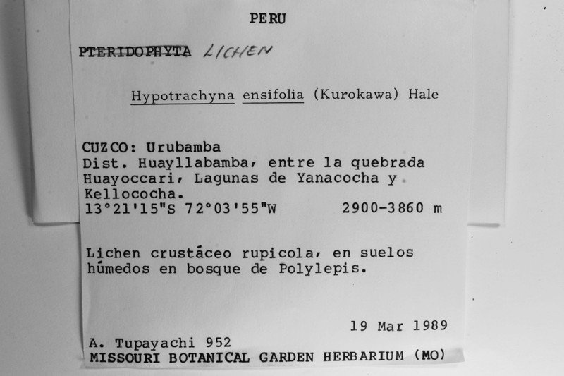 Hypotrachyna Lichen photo 5