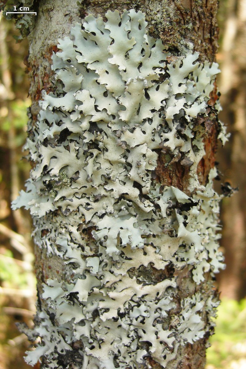 Hypotrachyna Lichen