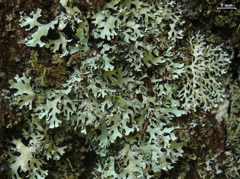 Hypotrachyna Lichen