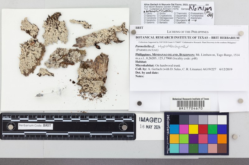 Hypotrachyna Lichen photo 2