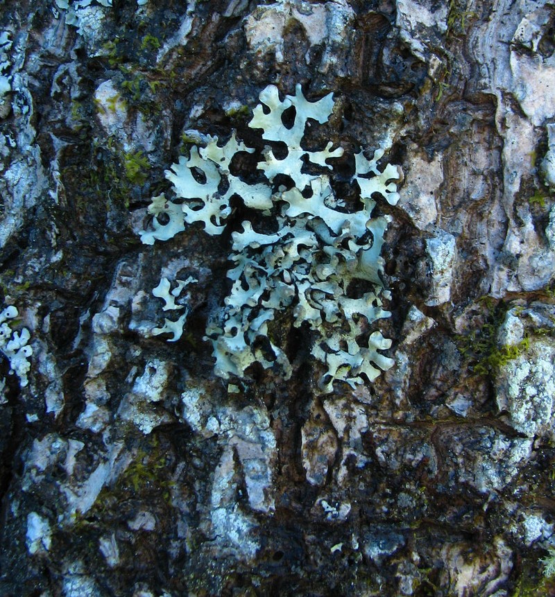 Hypotrachyna Lichen