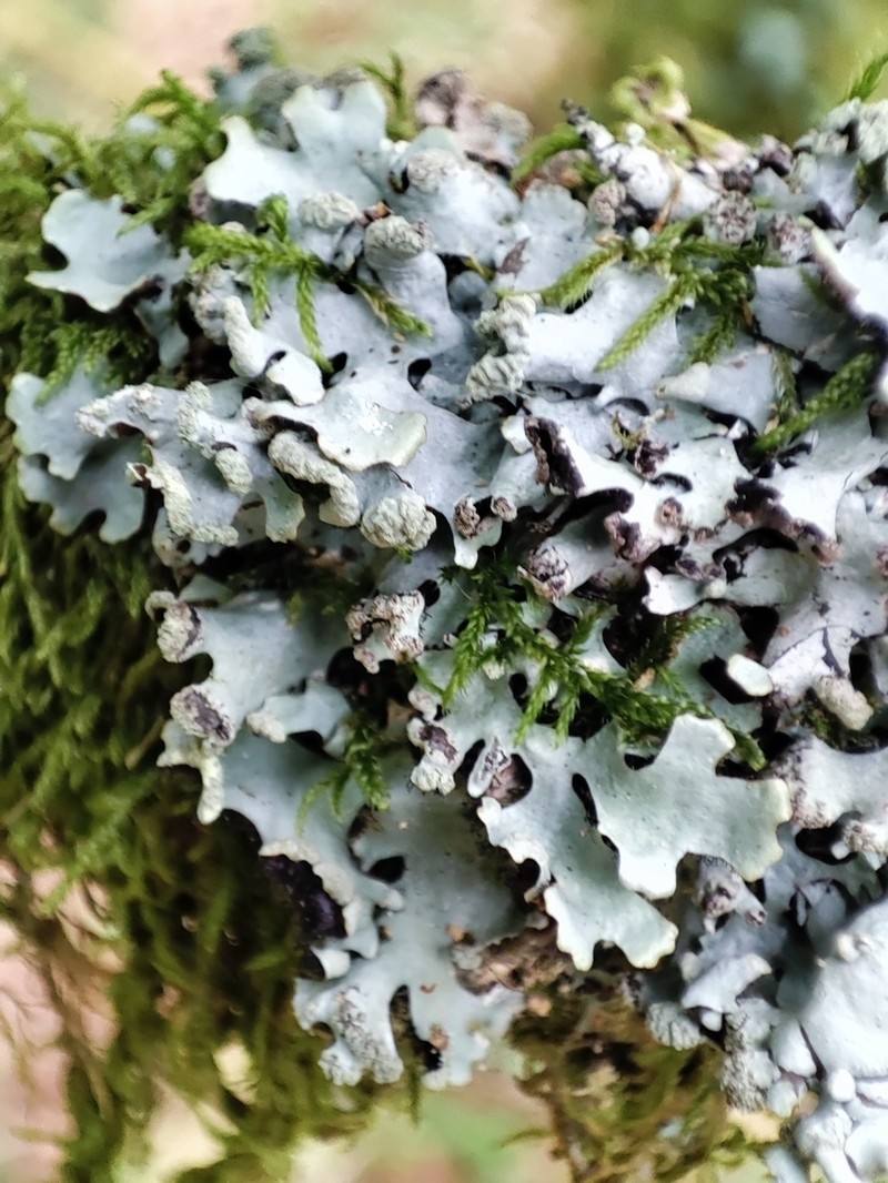 Hypotrachyna Lichen photo 2