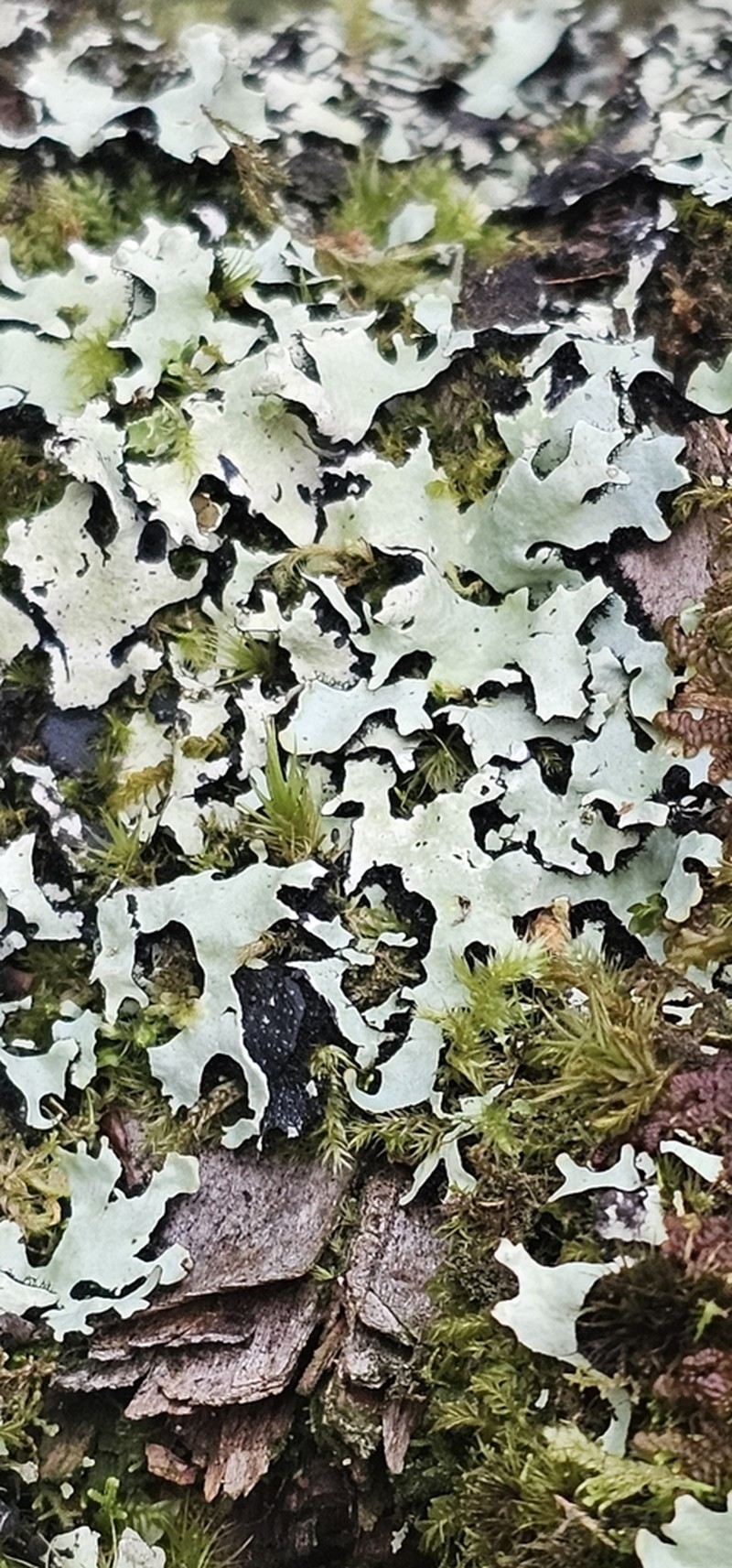 Hypotrachyna Lichen photo 3