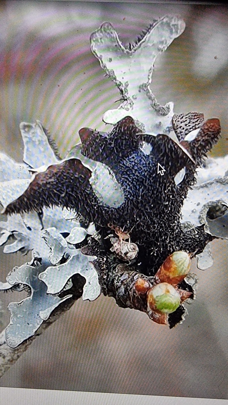 Hypotrachyna Lichen photo 4