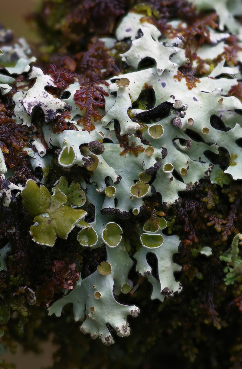 Hypotrachyna Lichen photo 5