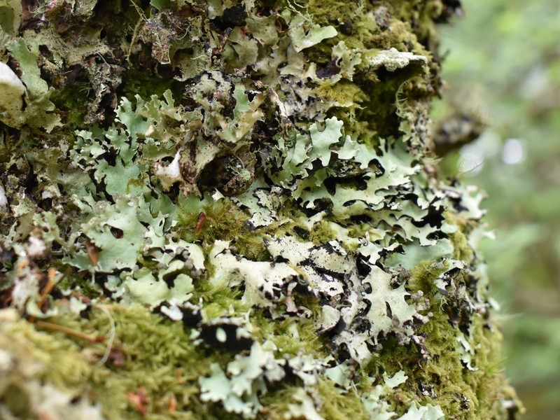 Hypotrachyna Lichen photo 6