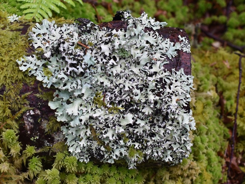 Hypotrachyna Lichen photo 7