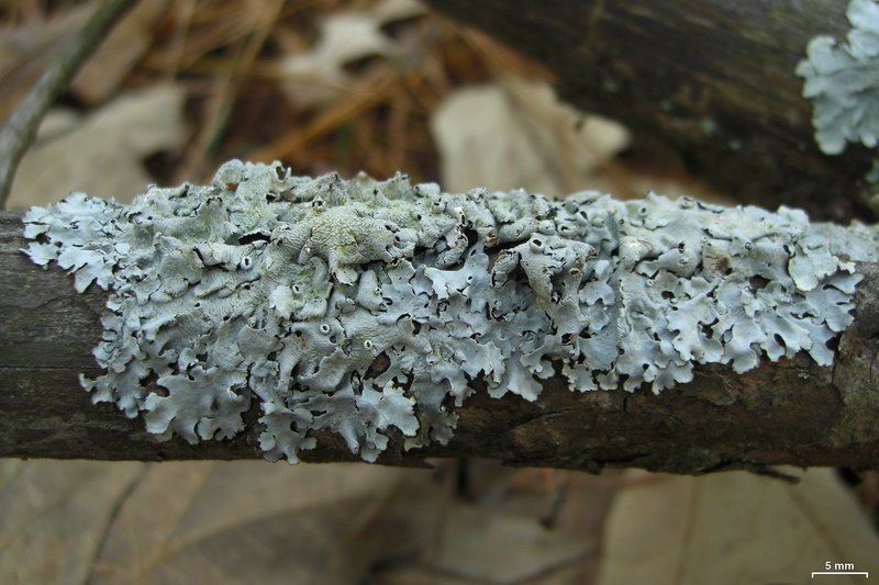 Hypotrachyna Lichen