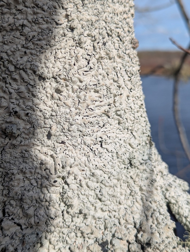 Hypotrachyna Lichen