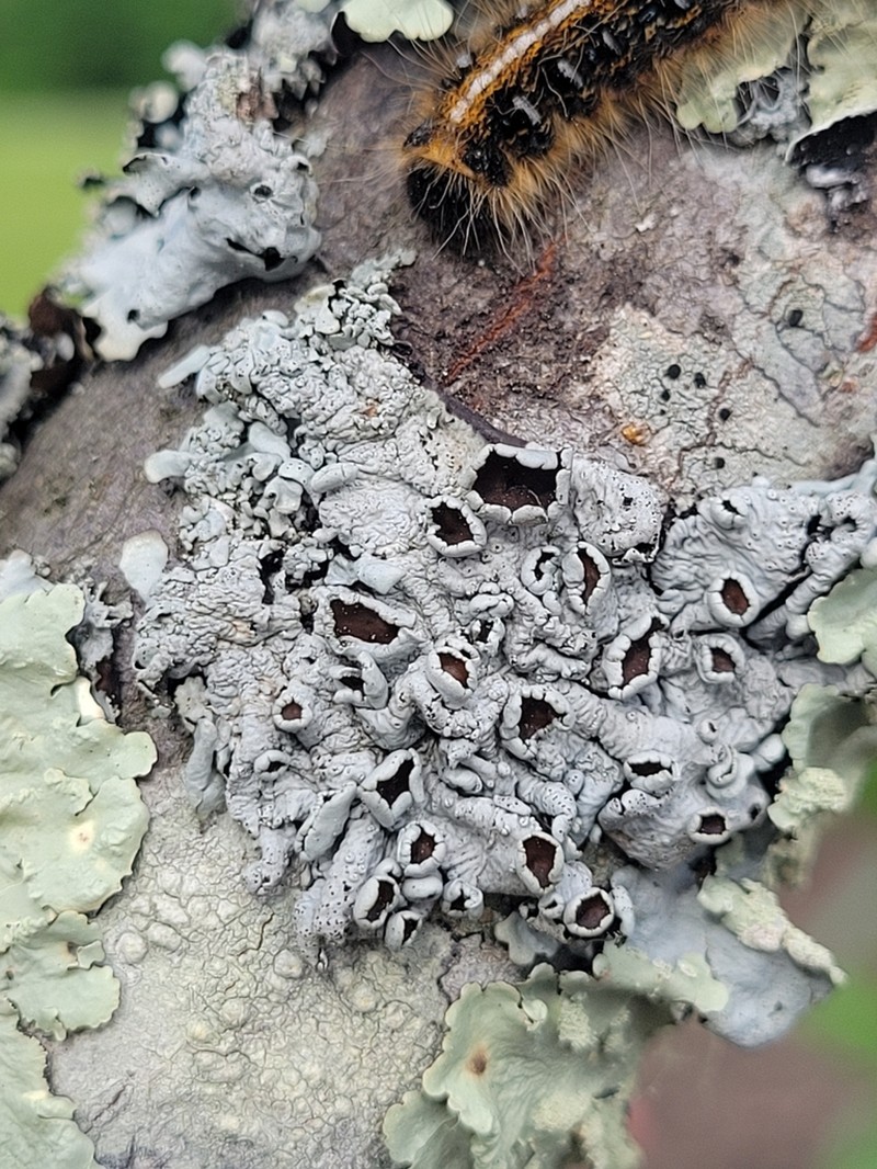 Hypotrachyna Lichen photo 2