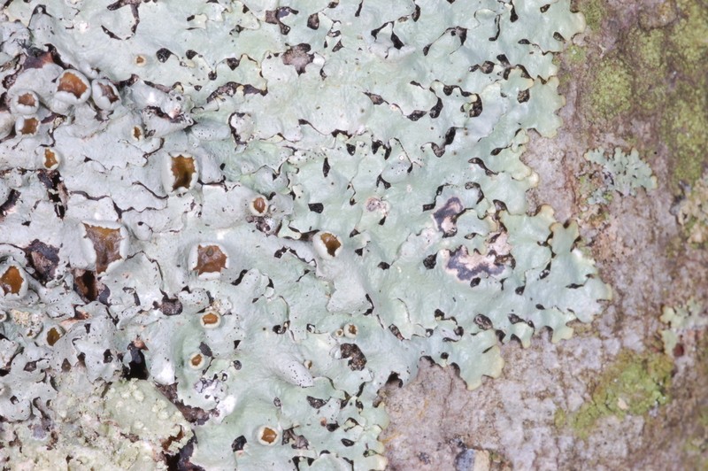 Hypotrachyna Lichen photo 3