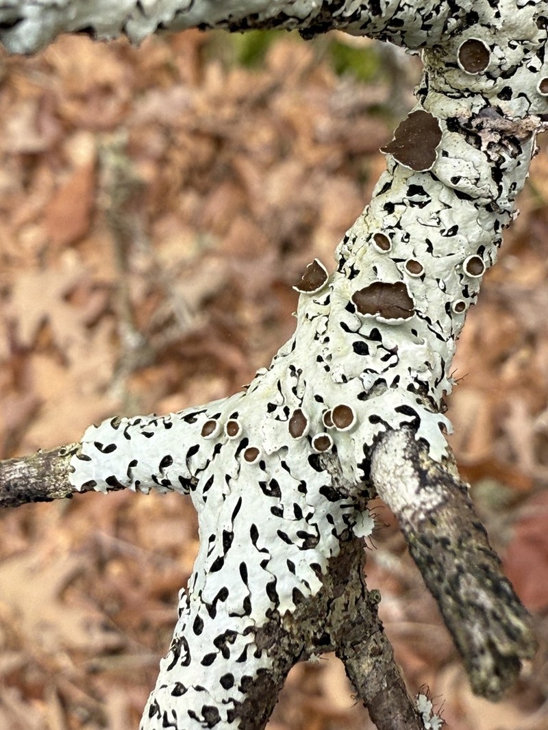 Hypotrachyna Lichen photo 4