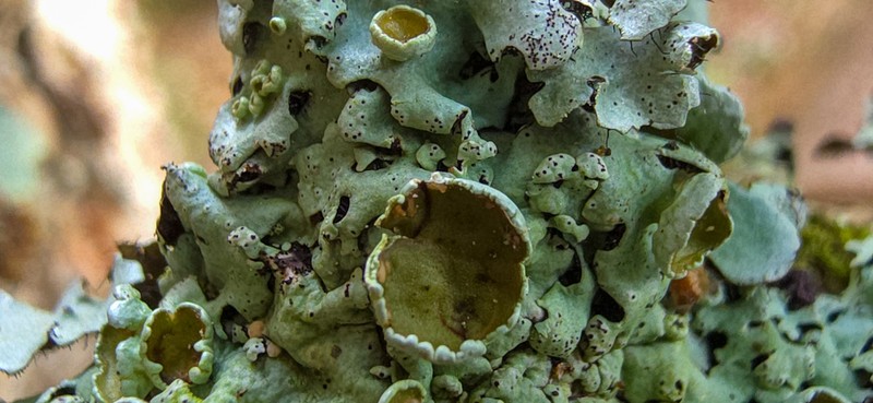 Hypotrachyna Lichen photo 5