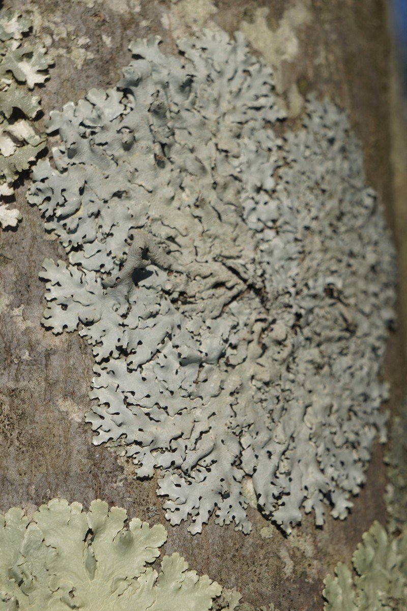 Hypotrachyna Lichen photo 6