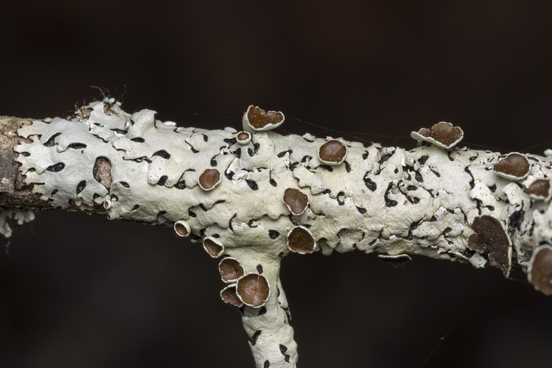 Hypotrachyna Lichen photo 7