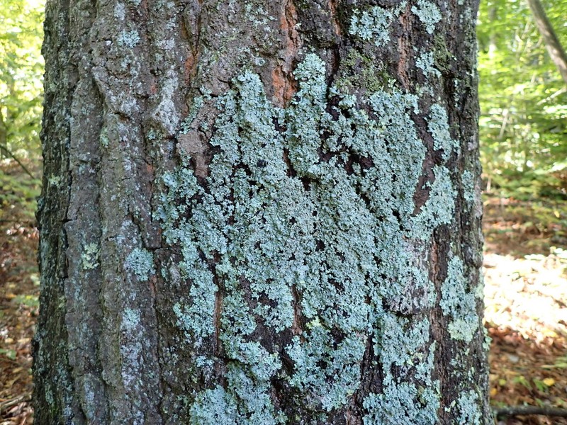 Hypotrachyna Lichen photo 8