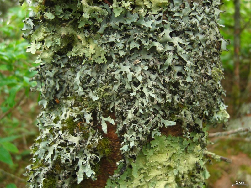 Oosting's Hypotrachyna Lichen