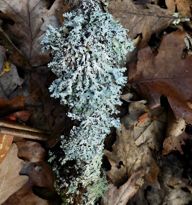 Hypotrachyna Lichen