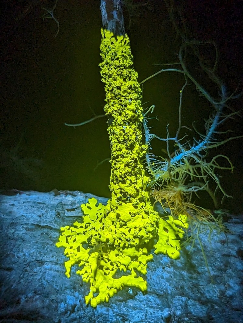 Hypotrachyna Lichen photo 2