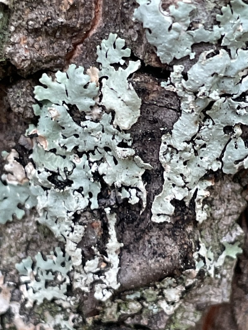 Hypotrachyna Lichen photo 3