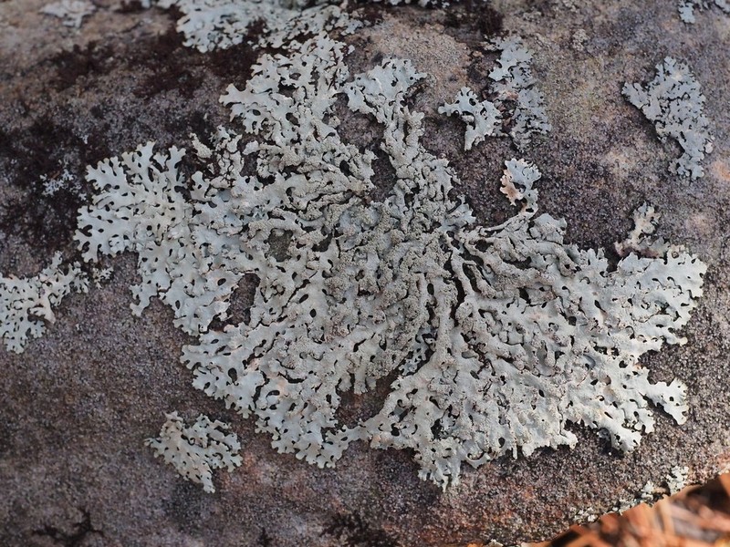 Hypotrachyna Lichen photo 4