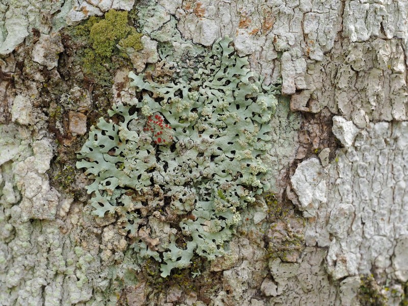 Hypotrachyna Lichen photo 5