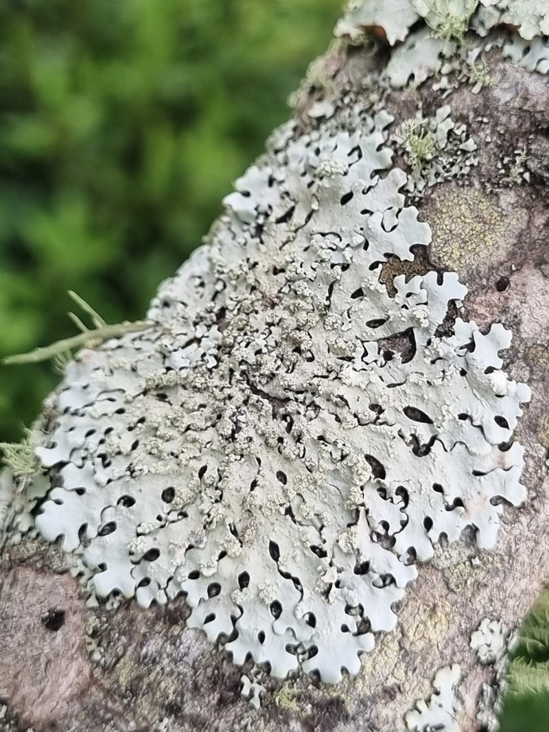 Hypotrachyna Lichen photo 6