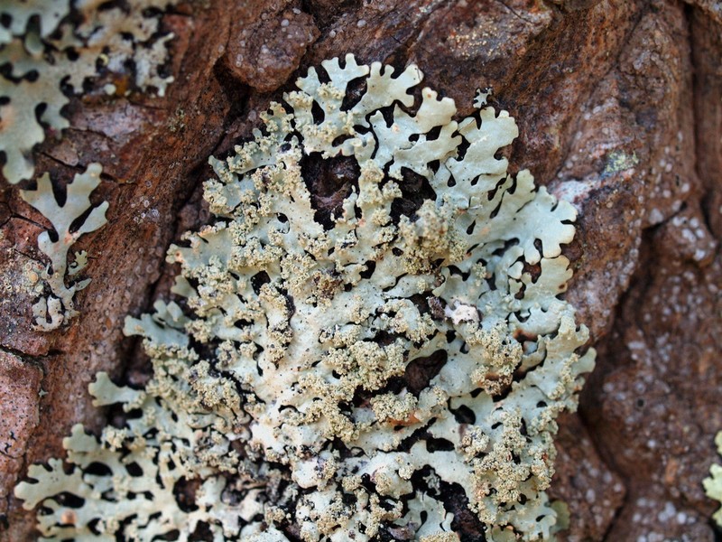 Hypotrachyna Lichen photo 7