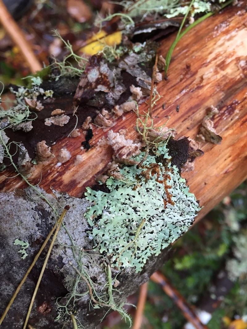 Hypotrachyna Lichen photo 8